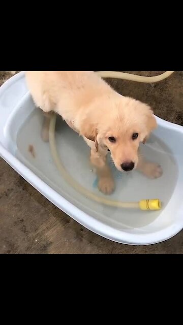 Puppy totally chills out in personal pool