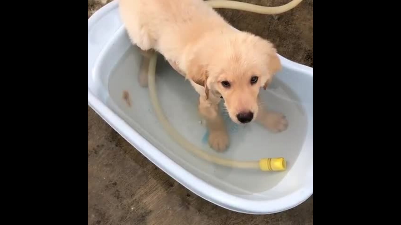 Puppy totally chills out in personal pool