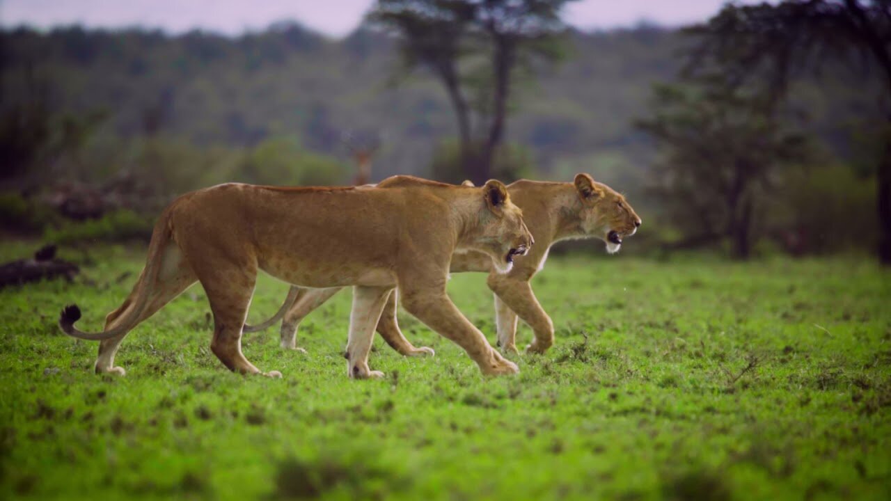 No Copyright HD Video- Lion and partner enjoying the jungle