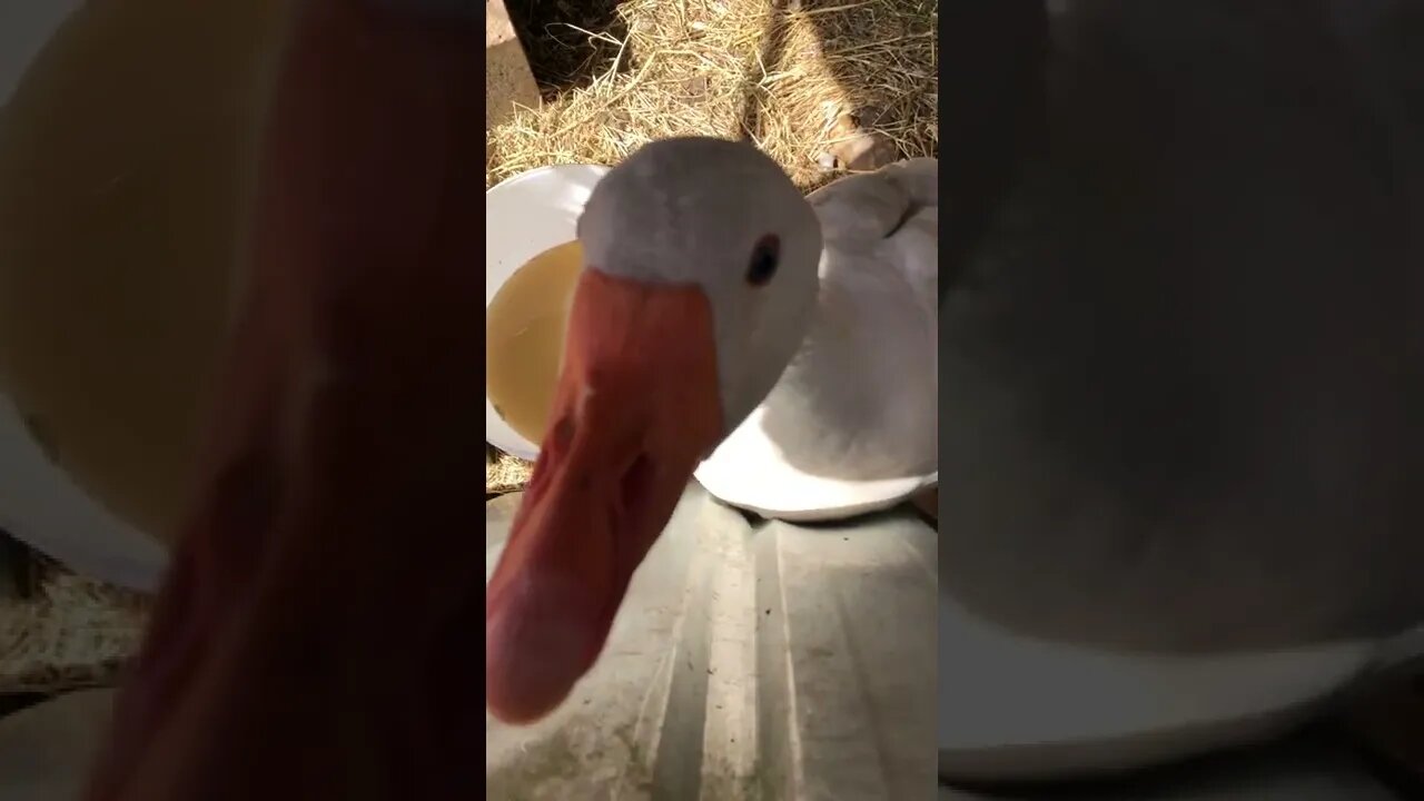 Edwin the goose is super territorial during nesting season