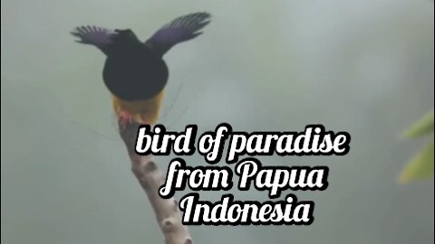 Bird of paradise from Papua, indonesia