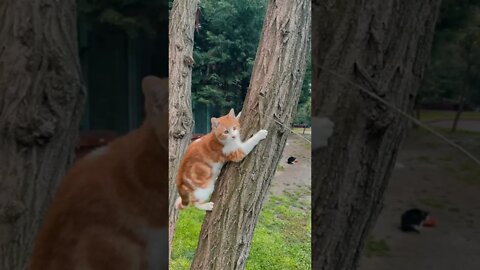 KUCING LUCU #PART 32