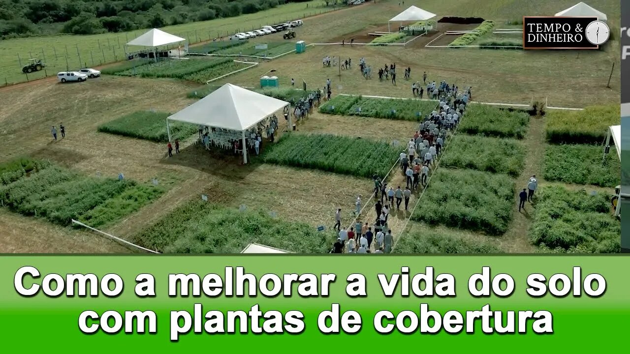 Especialistas mostram na prática a eficiência das plantas de cobertura para melhorar a vida no solo