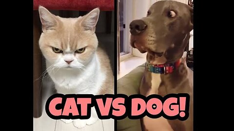 Dog 🐶 and cat 🐱fighting 🤺funny Vidio 👀😂😂