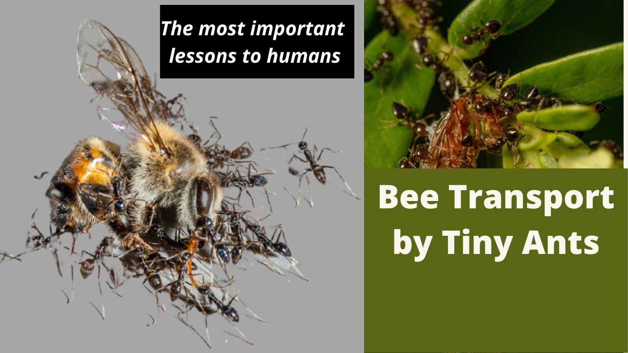 ANTS TRANSPORTING A BEE | Team work taken to another lever. No giving up!