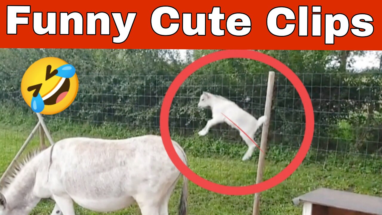 Funny Clip Goat Jump On 🐴 #funny #comedy @PawsomeFlix