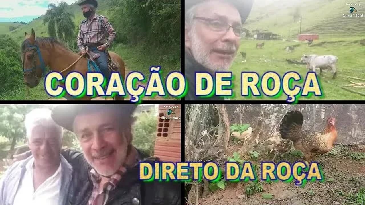 CORAÇÃO DE ROÇA DIRETO DA ROÇA NO CURRAL E PAULO O CELEIRO.