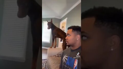 funny dog reaction#shorts