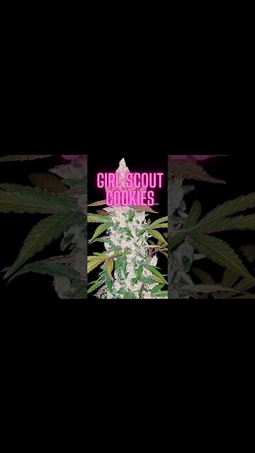 Unveiling the Top 3 Strongest Marijuana Strains