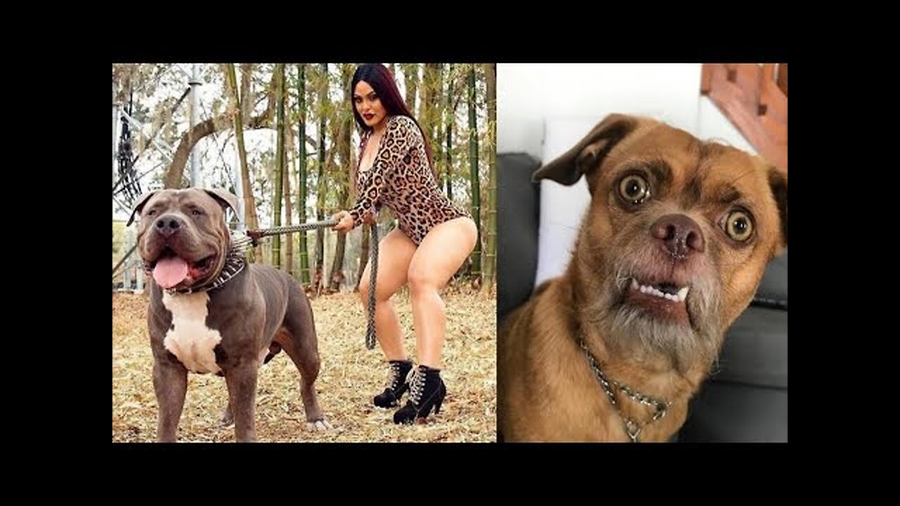 funniest animal videos that will absolutely brighten up your day