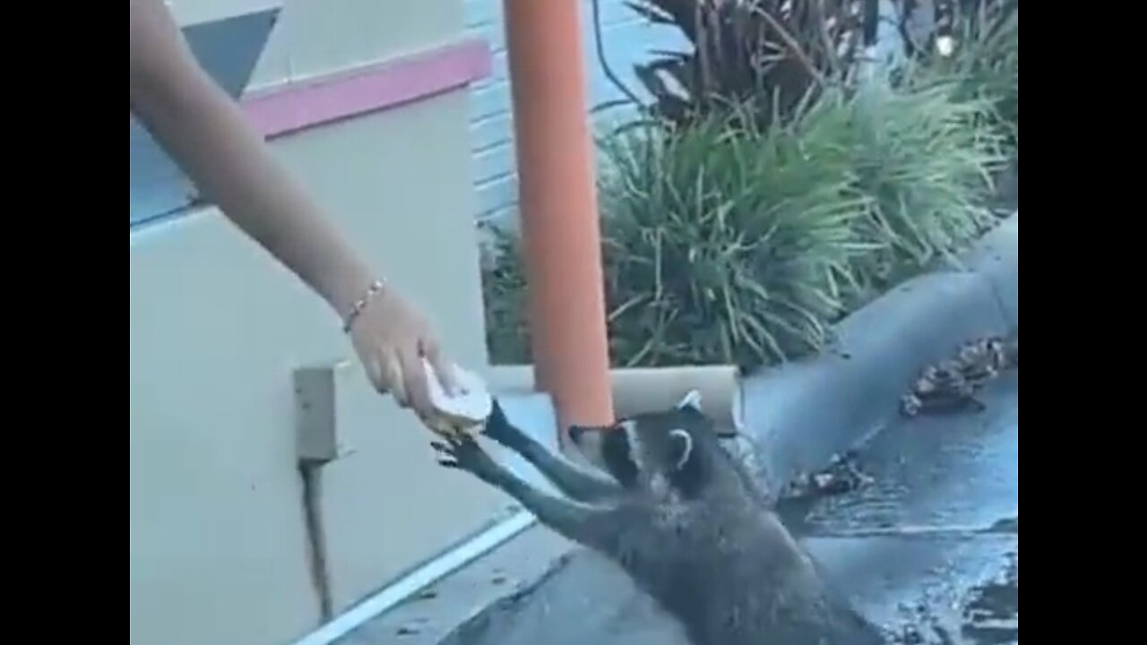 Raccoon Gets A Doughnut From Dunkin Drive Thru