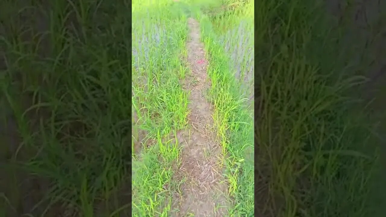 let's see# Paddy farming