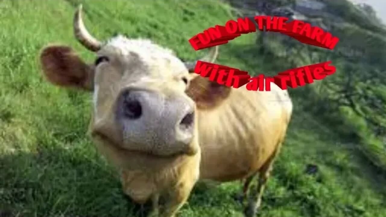 Airguns fun on the farm