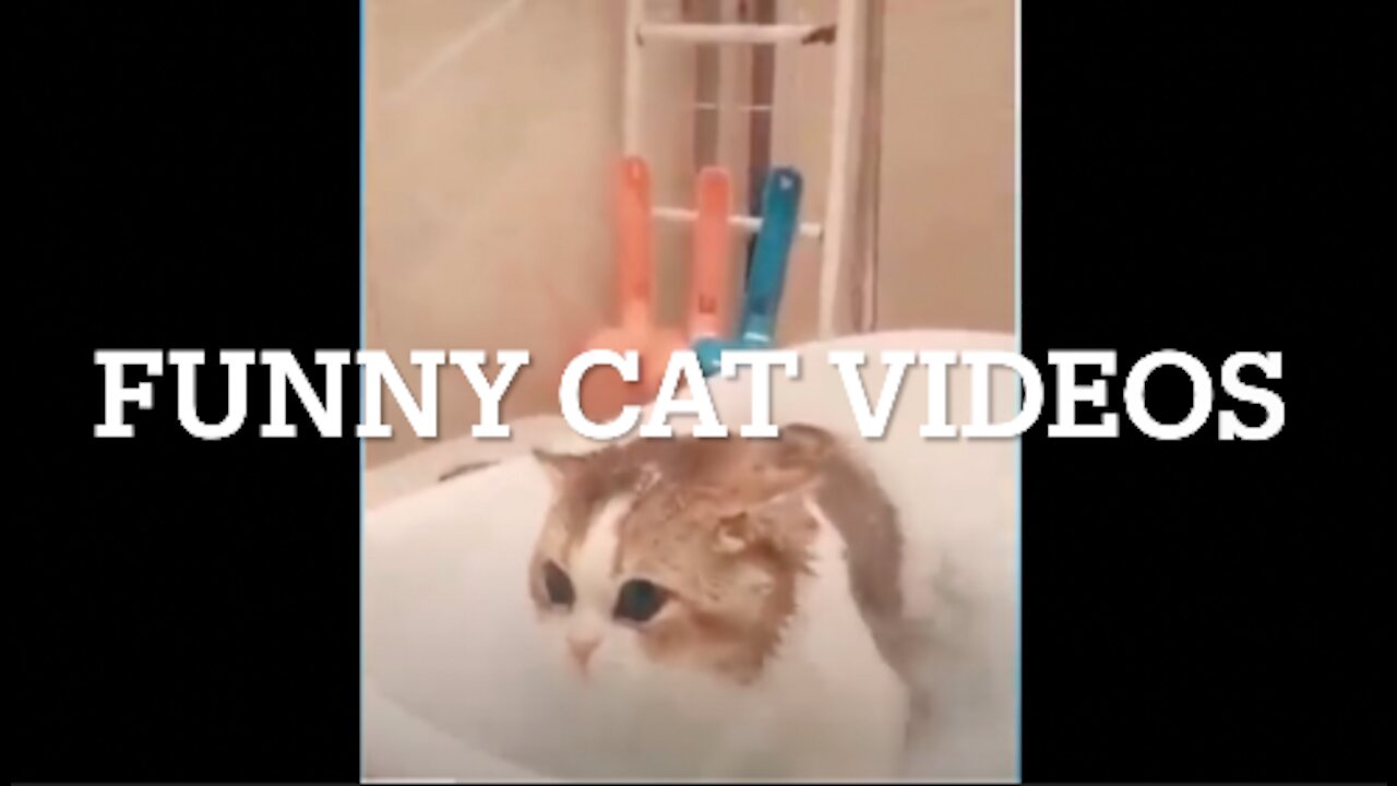FUNNY CAT VIDEOS (COMPILATION)