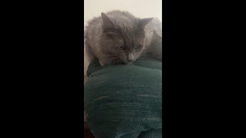Funny cat