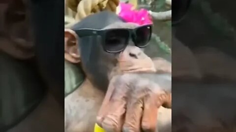 Monkey King 🤣