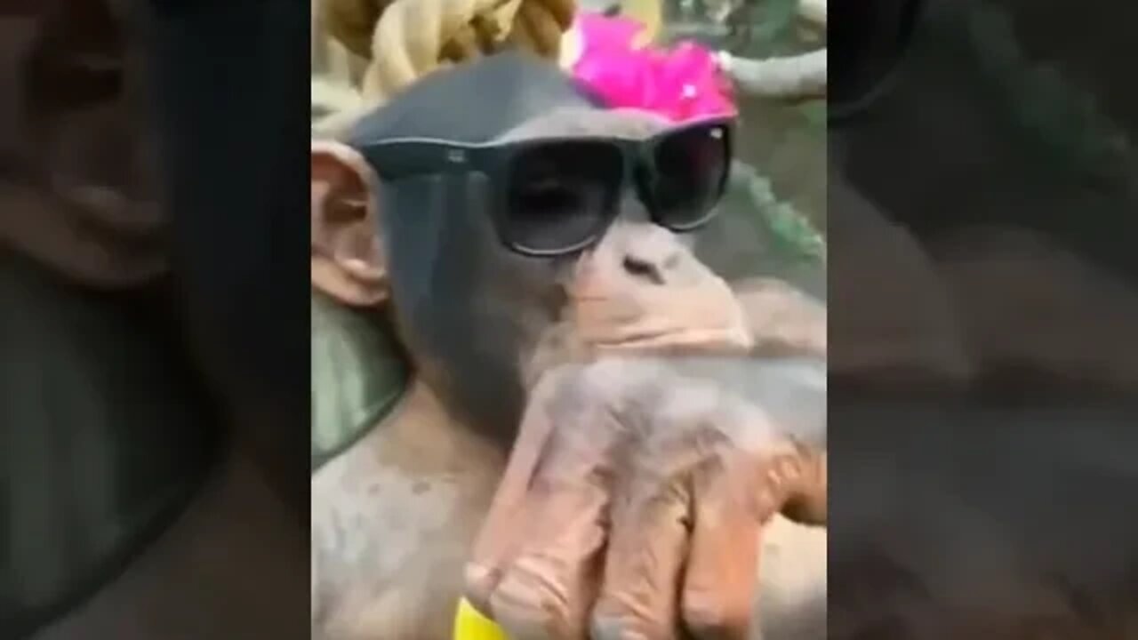 Monkey King 🤣