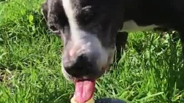 Elderly dog enjoys tasty birthday cupcake