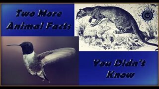 2 More Animal Facts You Probably Didn't Know #Shorts