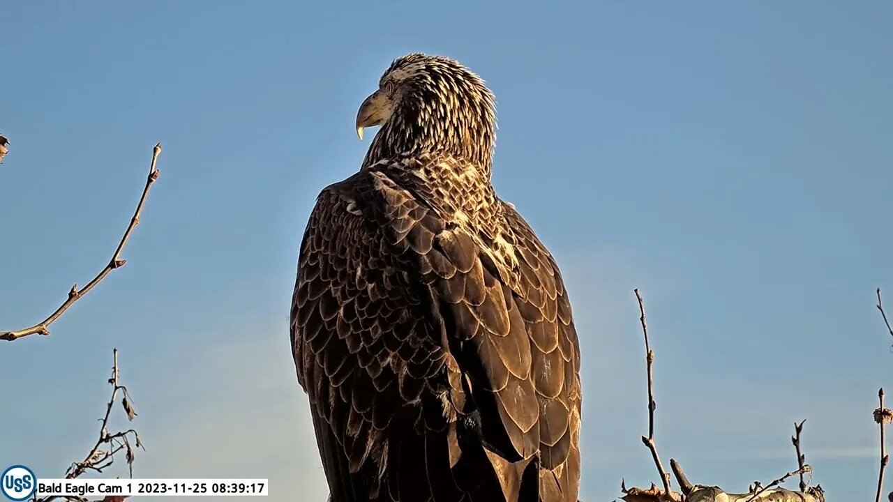 USSteel Bald Eagle Cam Sub Adult closeup 11.25.23 8:37am