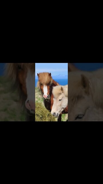 Horse Sounds #Shorts 🌳