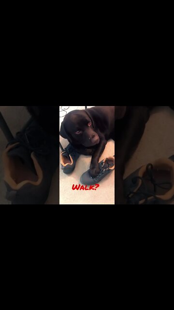 I stood up and #Labrador says “Not without me!” #shorts #shortsvideo