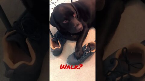 I stood up and #Labrador says “Not without me!” #shorts #shortsvideo