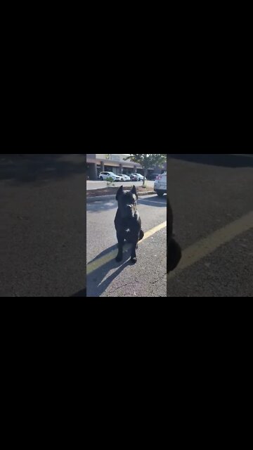 Puppies 1st TIME! 🥰 #shorts #puppy #pets #firsttime