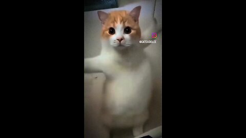 cat dancing