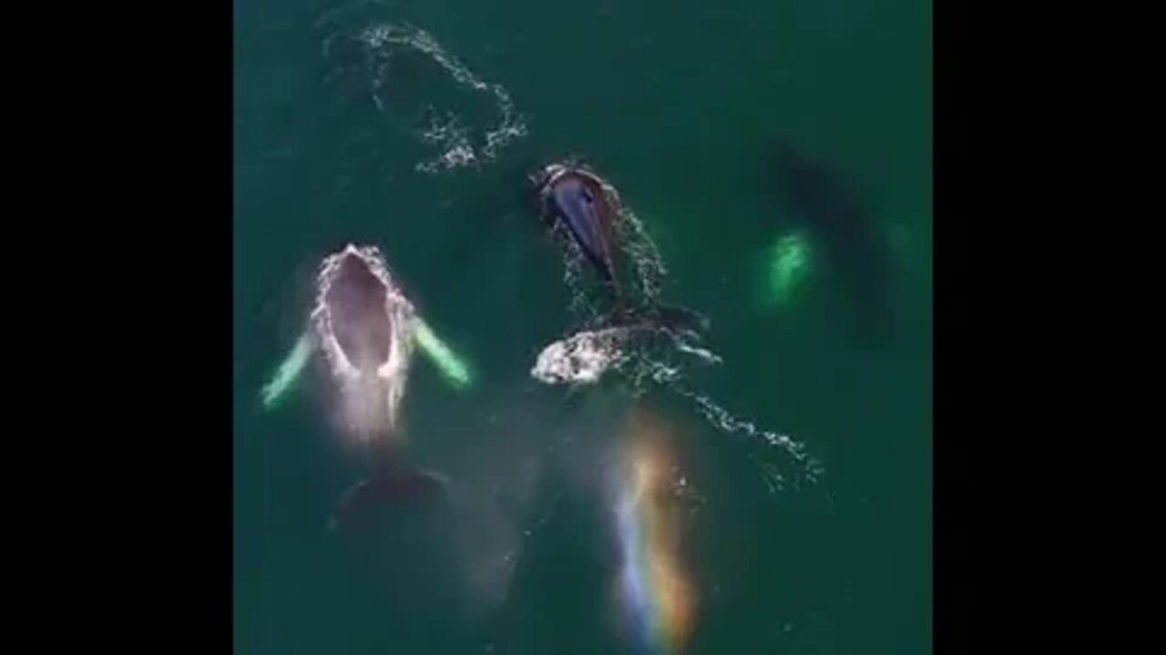 Whales Making Rainbow