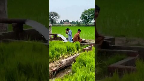 Village of Rice #viral #nature #trending #shortsvideo #shortsfeed #vlog #village #shorts