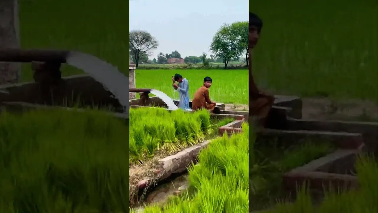 Village of Rice #viral #nature #trending #shortsvideo #shortsfeed #vlog #village #shorts