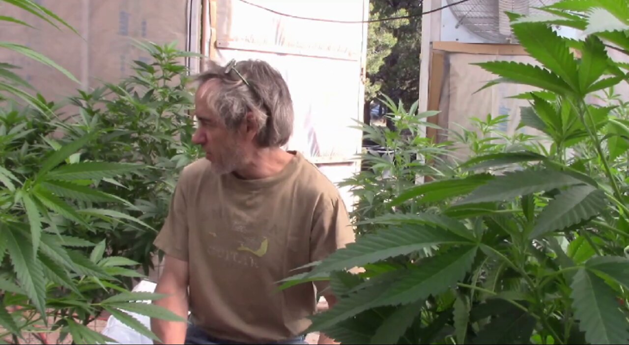 The Things I Do Before Flowering Cannabis