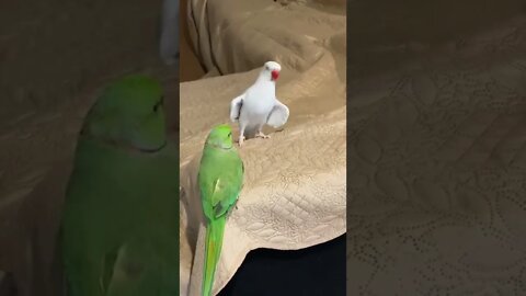 funny birds