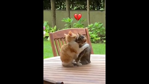 Funny Cute Cats Compilation 🐱💖