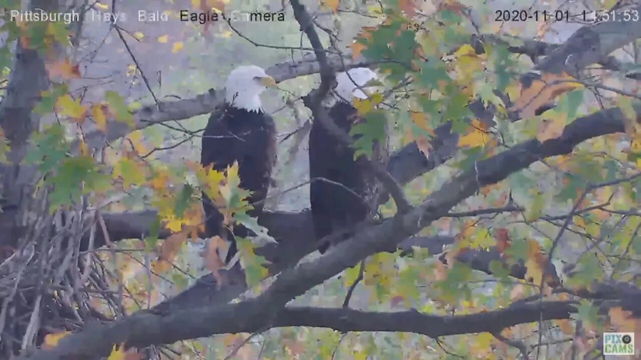 Hays Eagles Dad and Mom perching together on a windy day 2020 11 01 250pm