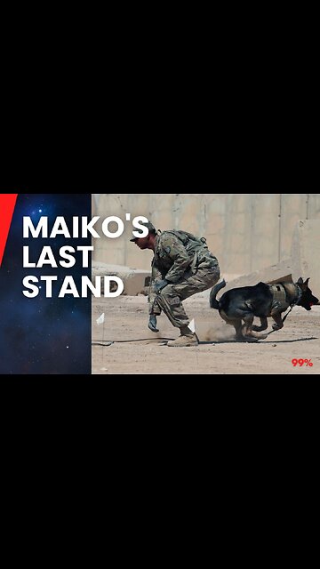 Hero Dog Maiko Sacrifices Life to Save U.S. Army Rangers