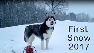 Husky in his element with season's first snowfall