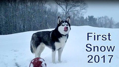 Husky in his element with season's first snowfall