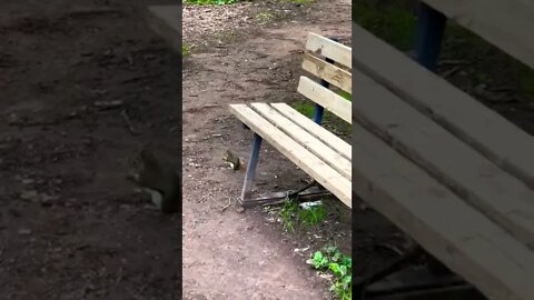 Walking up to a squirrel