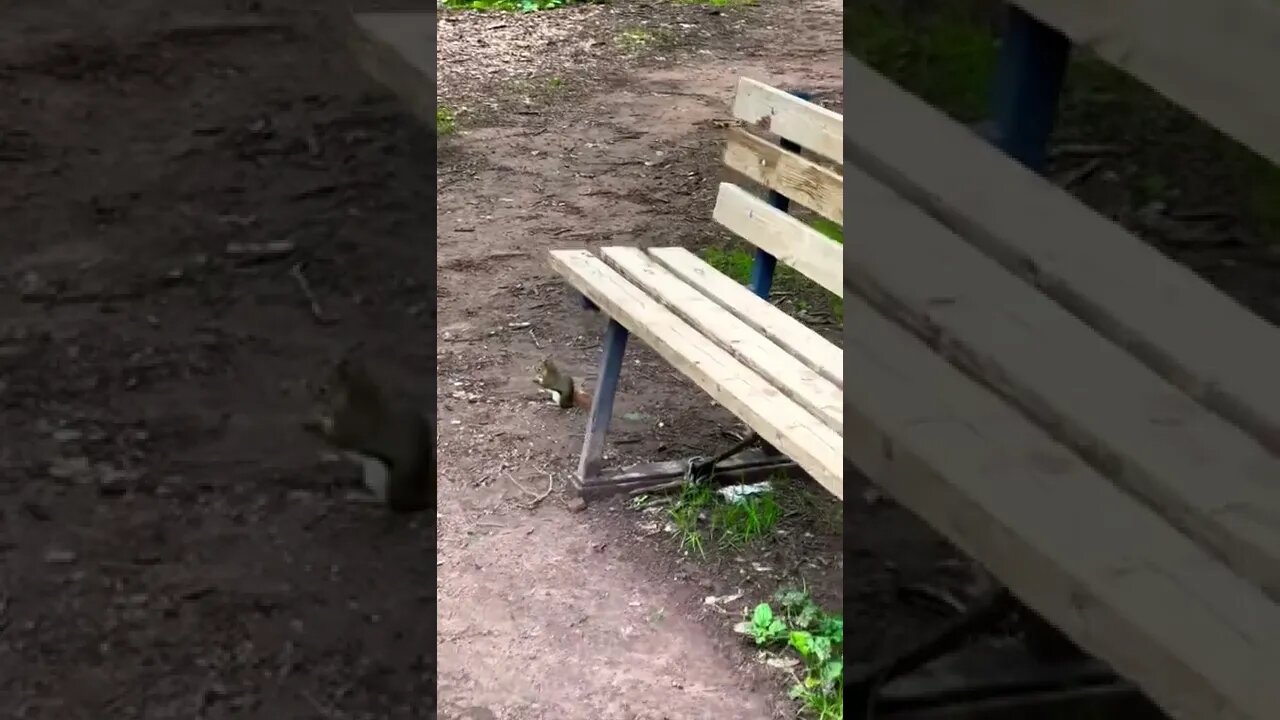 Walking up to a squirrel