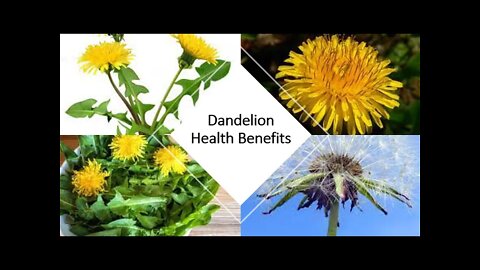 Dandelion - Benefits