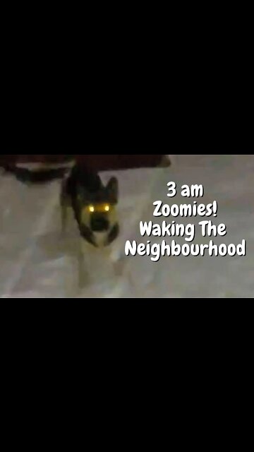 #shorts Dog is Zoomie Ninja at 3am