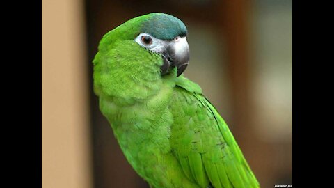 parrot kesha eating paper