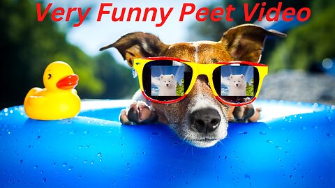 Cute And Funny Pet Videos 2022