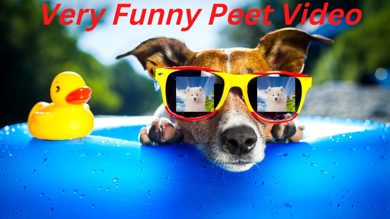 Cute And Funny Pet Videos 2022