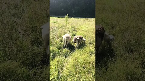 Our ewes grazing | Dorper/Katahdin Sheep #sheep #sheepfarming