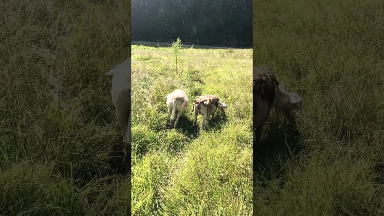 Our ewes grazing | Dorper/Katahdin Sheep #sheep #sheepfarming
