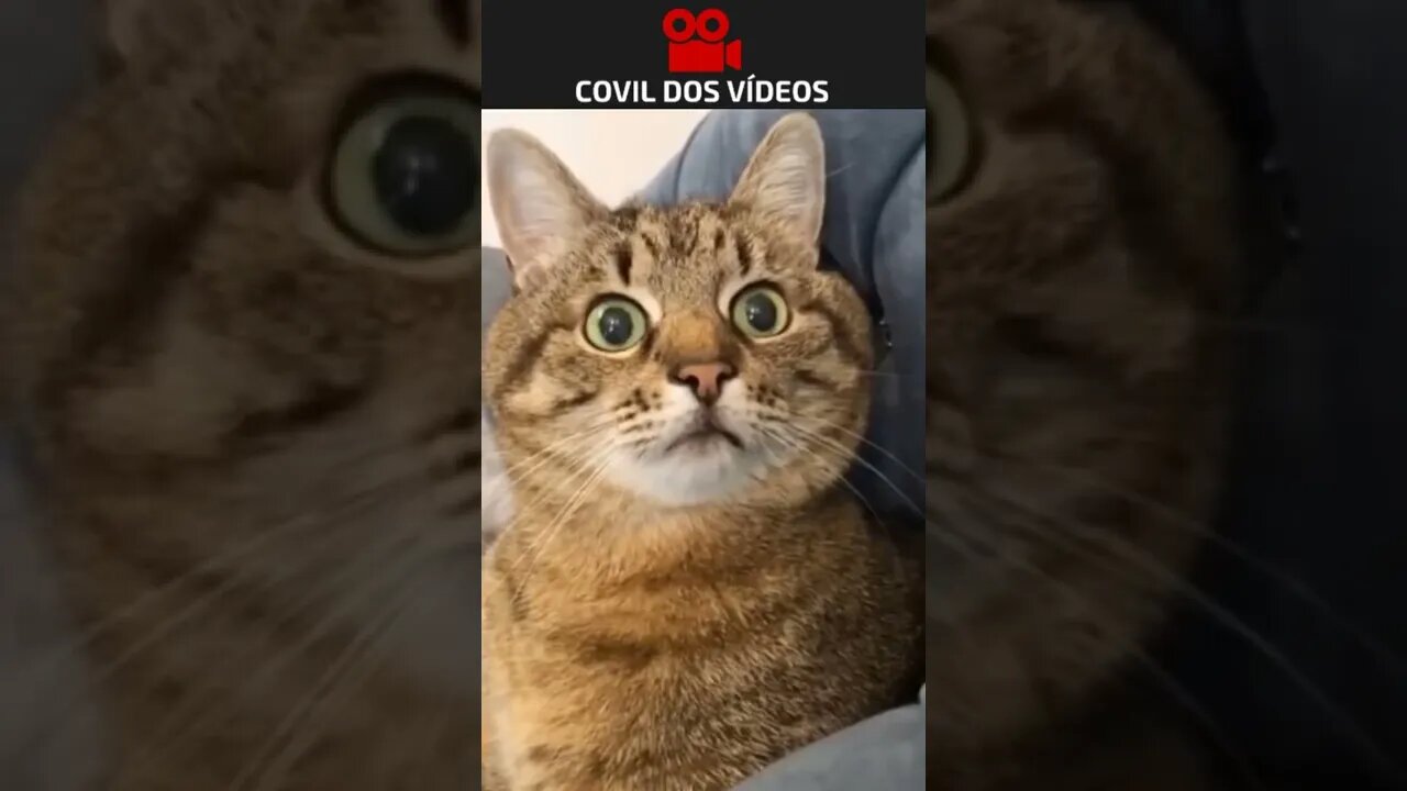 o melhor vídeo de todos 😂😂😂