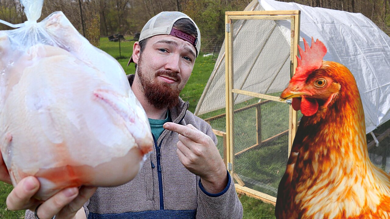 Raising Pastured Raised Chickens From Farm To Table